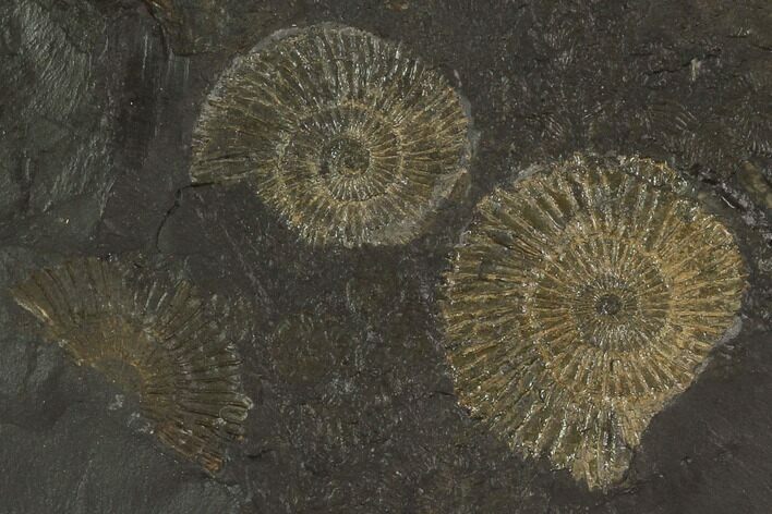 Dactylioceras Ammonite Cluster - Posidonia Shale, Germany #100246